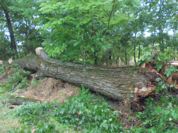 Katasztrófavédelem