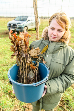 Fákat ültettek a tavalyi tűz helyén a Vas vármegyei Csöngén