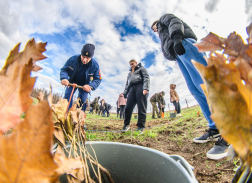 Fákat ültettek a tavalyi tűz helyén a Vas vármegyei Csöngén