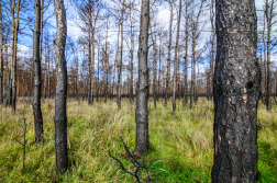 Fákat ültettek a tavalyi tűz helyén a Vas vármegyei Csöngén