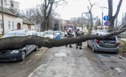 Kidőlt, az út mindkét oldalán parkoló autókra zuhant fa