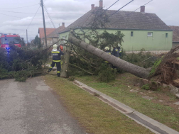 Vezetéket leszakító fenyő darabolása