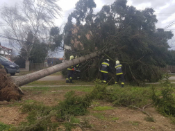 Vezetékeket is magával sodró, kidőlt méretes fenyő