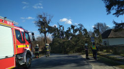Kidőlt öles fenyőt távolítanak el a tűzoltók