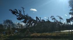 Kidőlt öles fenyőt távolítanak el a tűzoltók