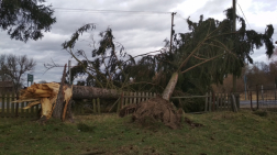 Kerítésre dőlt, többméteres fenyők