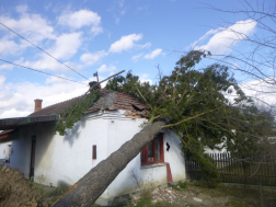 Háztetőre dőlt fa