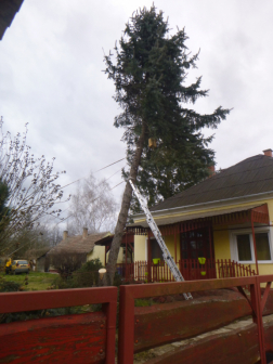Veszélyesen megdőlt fenyőt támasztottak meg létrával a tűzoltók