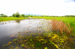 Illusztrációs tájkép egy vizes-mocsaras területről